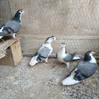 کبوتر نروماده دمگیر|پرنده|اصفهان, جاوان|دیوار