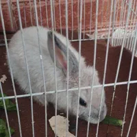 خرگوش