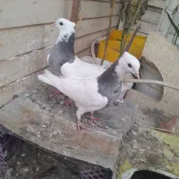 4 عدد پرنده|پرنده|اردبیل, |دیوار