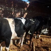 گاو نر|حیوانات مزرعه|گل تپه, |دیوار