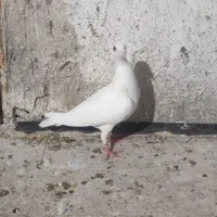 کفتر صید جونه