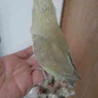 طوطی سبز کاهویی