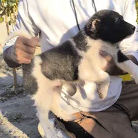 سگ قدر جونی|سگ|سیرجان, |دیوار