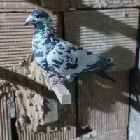 کفتر پرشی وجفگاه