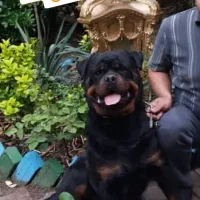 روتوایلر نر پسر شازده ایچ