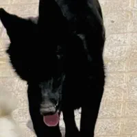 فروش سگ ژرمن بلک