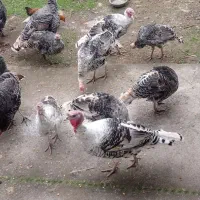 بوقلمون نر و ماده