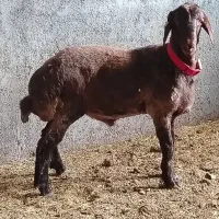 بره قوچ  همو