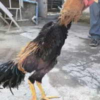 خروس و مرغ اوشامو|حیوانات مزرعه|مینودشت, |دیوار