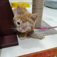 واگزاری گربه dsh