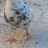 کبوتر شب مونده