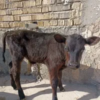 گوساله شیری