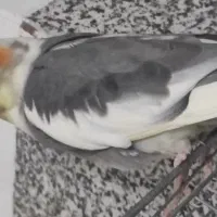 عروس هلندی نر و ماده جفت|پرنده|شیراز, شهرک والفجر|دیوار