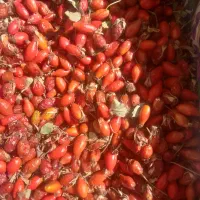 گیلدیح تازه و تمیز،