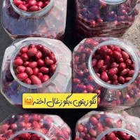 زیتون پیوندی بلوبری و ذغال اخته|خوردنی و آشامیدنی|قم, نیروگاه|دیوار