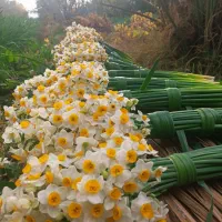 فروش عمده گل نرگس بهبهان بدون واسطه