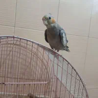 عروس هلندی
