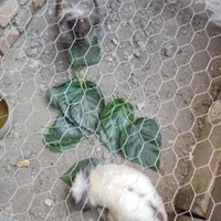 خرگوش لوپ اصل نرو ماده