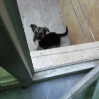 توله سگ ژرمن شپر|سگ|اردبیل, |دیوار