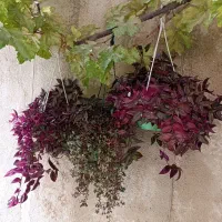 گلدان گل حیاط|گل و گیاه طبیعی|اصفهان, باغ دریاچه|دیوار