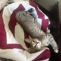 واگذاری بچه گربه واکسینه و شناسنامه دار