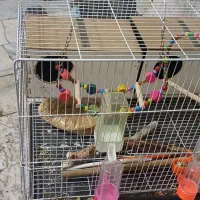 قفس پرنده|لوازم جانبی حیوانات|مشهد, ایثار|دیوار