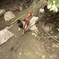 خروس محلی گردن لخت