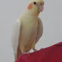 عروس هلندی گمشده ماده در شهریار ۴تیرماه|حیوانات|شهریار, شهریار|دیوار