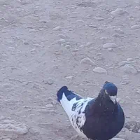 کبوتر|پرنده|دهدشت, |دیوار