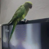 جوجه طوطی ملنگو