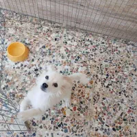 پامر نر دوماه بیست روز واکسن زده