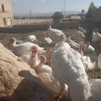 پروتئین سالم  هشترخان|خوردنی و آشامیدنی|سرعین, |دیوار