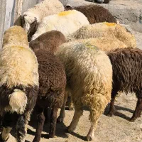 گوسفند نر و‌ماده