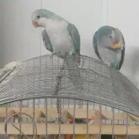 راهب ۴ ماه وجوجه ۴۵ روزه|پرنده|تهران, شکیبا|دیوار