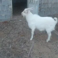 یک راس بزغاله نر سانن|حیوانات مزرعه|فردوس (خراسان), |دیوار