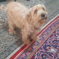 سگ تریر|سگ|تهران, تاکسیرانی|دیوار