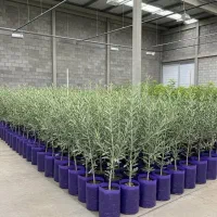 خرید نهال کامکوات انگور بادام زرد گل محمدی بلوبری|خدمات باغبانی و درختکاری|رشتخوار, |دیوار