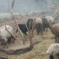 میش و بره و بز و کره