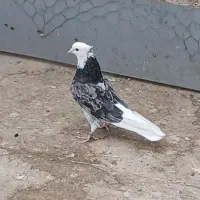 ابلق وهما کاکلی