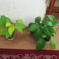 گل پتوس نئون ابلغ و سبز 75 هزار|گل و گیاه طبیعی|فسا, |دیوار