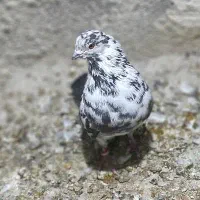 کبوتر نر زوردار