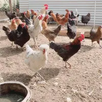 مرغ خروس بوقلمون جوجه|حیوانات مزرعه|کلاردشت, |دیوار