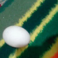 تخم مرغ اردک