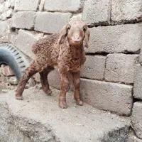 شیر گوسفندی محلی بز