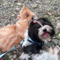 پت خانگی|سگ|رشت, دیلمان|دیوار