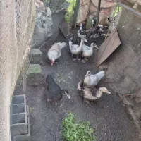 تعداد محدود اردک درشت نر و ماده