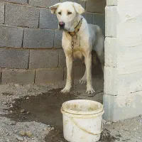 دو عدد ماده عراقی نسل سفید بستان آباد درجه یک