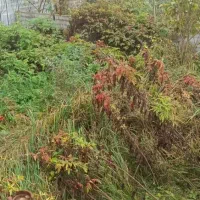 زمین متراژ ۱۶۰ مسکونی فروش فوری|فروش زمین و ملک کلنگی|رشت, گیل|دیوار