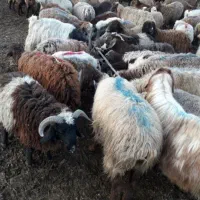 گوسفند زنده همراه با قصاب درب منزل