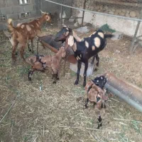 دو بز صحیح و سالم با چهارتا کهره